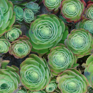 Nature's Swirls by April Malis