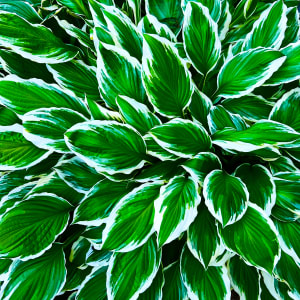 Hosta by Kathleen M. Woods Ignatoski