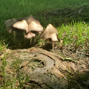 Enchanting Mushrooms by Laura Kreklau