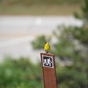 PHOTOGRAPHY WINNER – Why Walk When You Can Fly? by Phillip McCown
