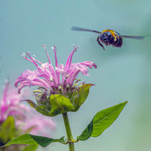 Bee Pollinator by Jamie Feldman
