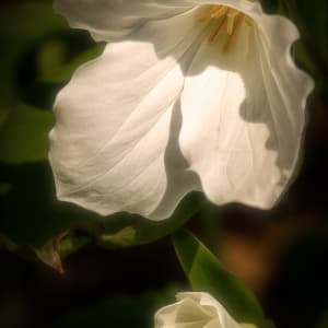 Spring – Trillium Emerging Blossom by Raymond Gaynor