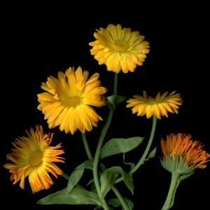 Calendula by Laurie & Sarah Tennent