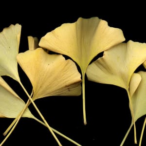 Gingko by Laurie & Sarah Tennent