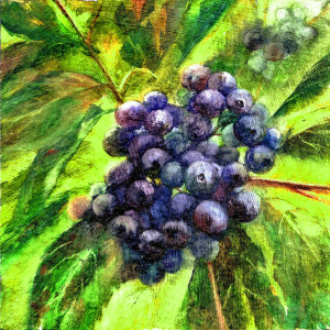 Elderberries by Julie Gowing Hayes