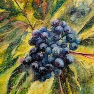 Elderberries by Julie Gowing Hayes