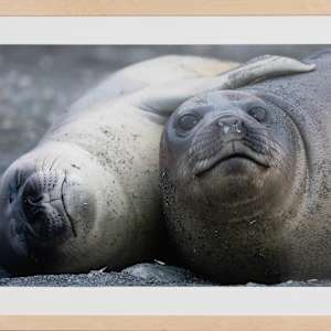 Best Buddies by Robert Knight
