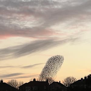REED MURMURATION  BREEZE by Frances Hatch 