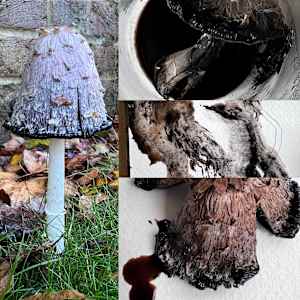MATERIAL PRACTICE = SPIRITUAL PRACTICE  Frances Hatch by Frances Hatch  Image: hunting &  gathering
food  ink pigment  tool