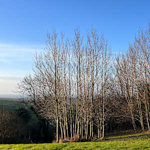 SUN MELTS INTO  SILVER  BIRCH by Frances Hatch 