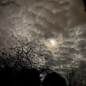 SWEET FRUIT MOON by Frances Hatch 
