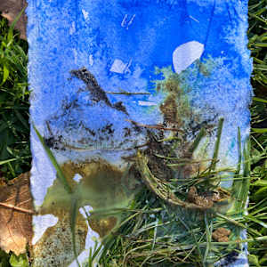 Holly Undermoon by Frances Hatch 