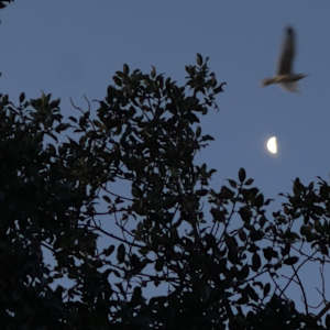 Holly Undermoon by Frances Hatch 