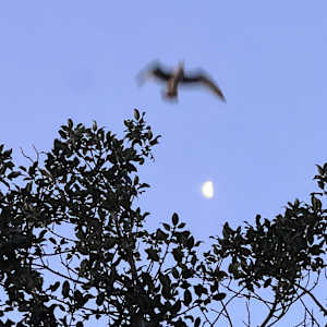 Holly Undermoon by Frances Hatch 