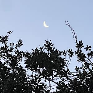 Holly Undermoon by Frances Hatch 