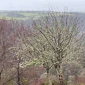 LEY HILL WINTER. Webbers Post, Dunkery Beacon. by Frances Hatch 