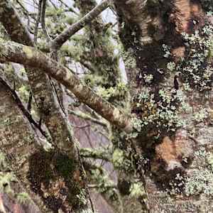 LEY HILL WINTER. Webbers Post, Dunkery Beacon. by Frances Hatch 