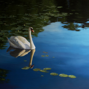 ❑ Swan in Last Light by Paul Beckingham