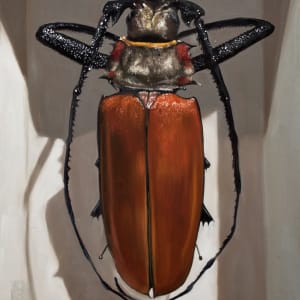 ENOPLOCERUS armillatus by Paul Beckingham