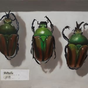 EUDICELLA gralli by Paul Beckingham