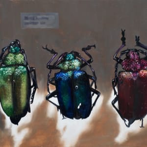 PYRODES nitidus by Paul Beckingham