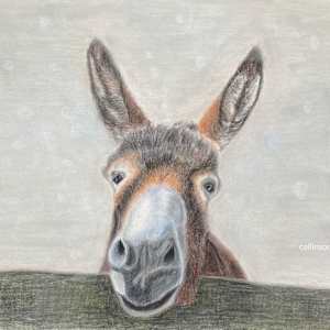 Buttercup by Kathie Collinson, Image 1.