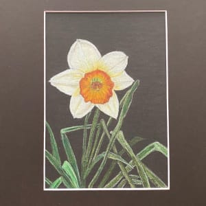 Beauty Found - Daffodil 