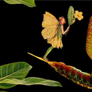 CV-10 : Fairy and Mayfly