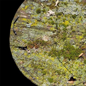 Planet Lichenmoss by Thia Rice