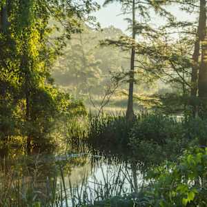 Bayou Renewal by Y. Hope Osborn