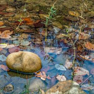 Buffalo Still Life by Y. Hope Osborn
