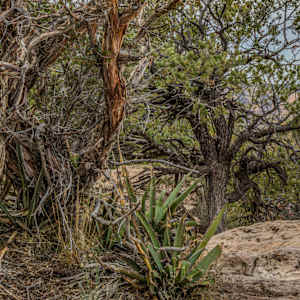 Character Witness by Y. Hope Osborn