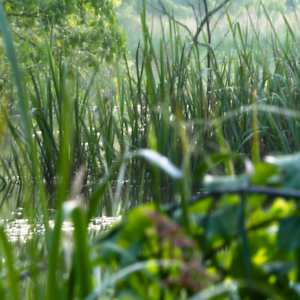 Light's Leave by Y. Hope Osborn