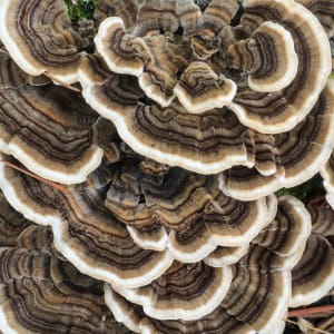 Enchanted Blossom by Y. Hope Osborn