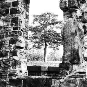 Life by Y. Hope Osborn