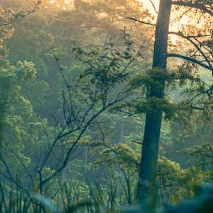 Resonant by Y. Hope Osborn