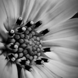 Sunflower by Y. Hope Osborn