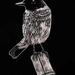 European Stonechat on Bamboo by Nathan Cole, Image 1.