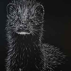 American Mink of Ward's Island by Nathan Cole, Image 1.