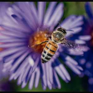 A Pollinator's Work by Justin Brown