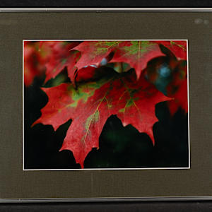 Autumn Magic by Teresa Callies