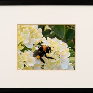 Bee on Hydrangea by Janet Gray