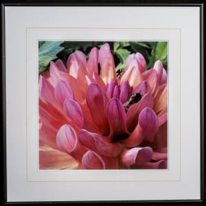 Playing Hide and Seek in the Dahlia by Sandra Ward
