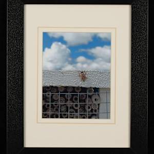 First Ascent by Sandra Ward