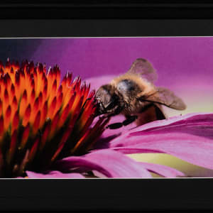 Bee by Vess Velikov