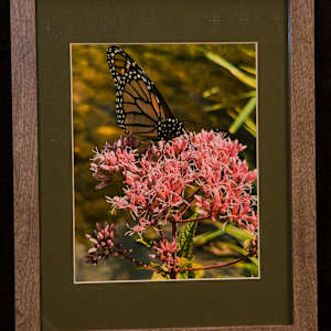 Springtime Butterfly by Robert Barnwell