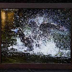 Little Black Cormorant, Royal Botanic Garden, Sydney, New South Wales, Australia by Amanda Wirsig