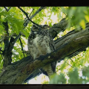 Great Horned Owl - Silverwood Park by Betty Roth