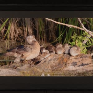Wood Ducklings and Mother by Vess Velikov