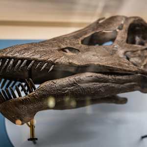 Travel Through Time: Fossils from the Science Museum of Minnesota by Science Museum of Minnesota